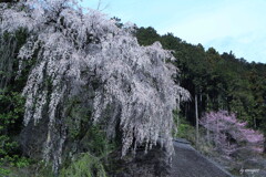 高麗神社垂れ桜