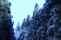樹林