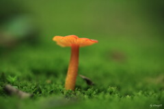 にょき！