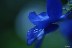 額