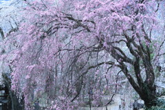 秩父清雲寺