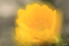 春ほっこり