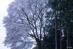 山桜２