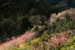 彩の郷