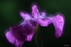 眩