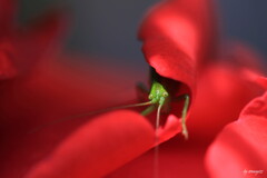 下涼み