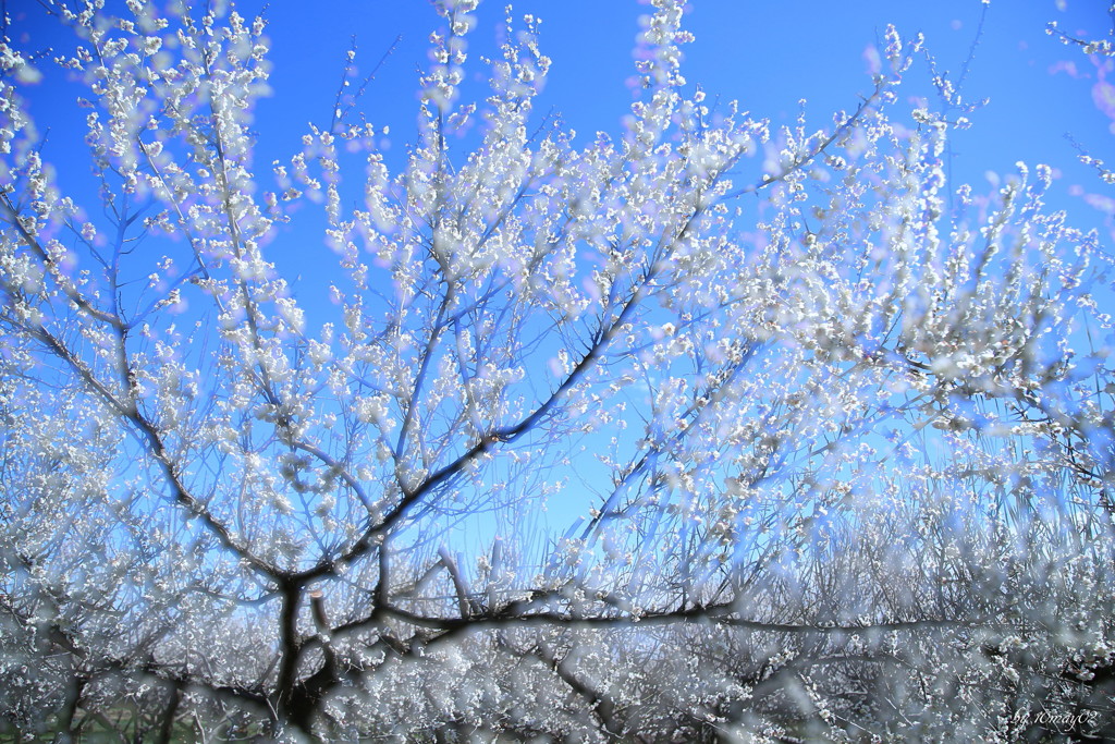梅の華