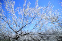 梅の華