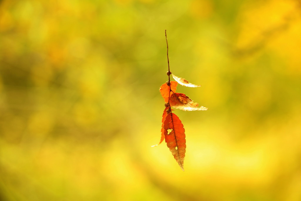 紅葉