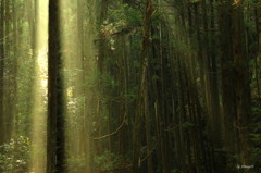 一本檜