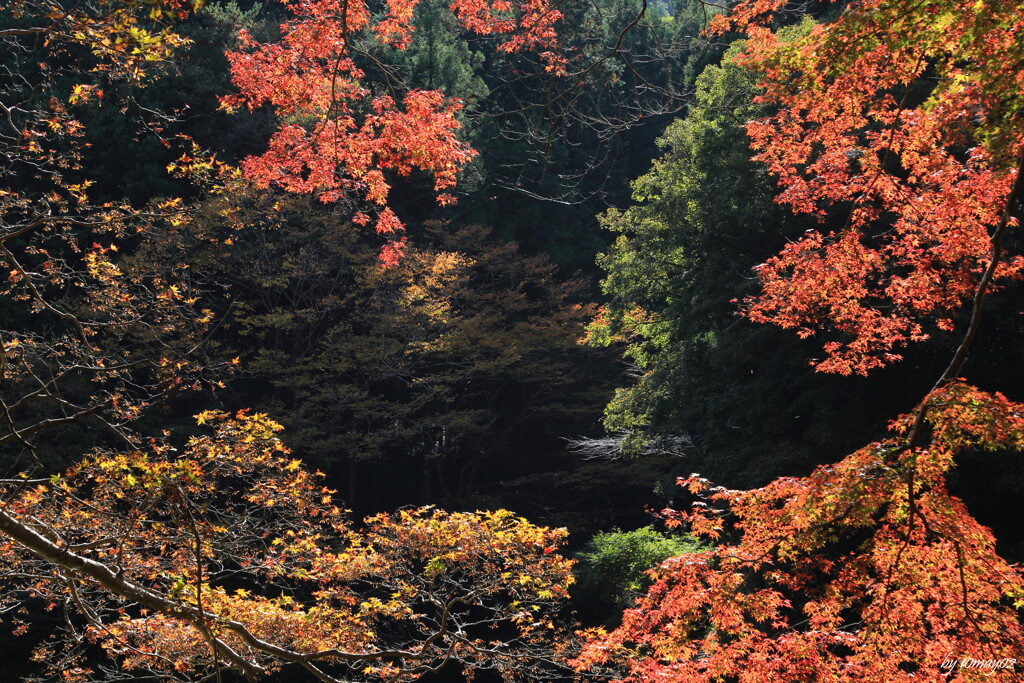 枯紅葉２