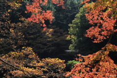 枯紅葉２