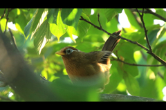 メロディアス画眉鳥