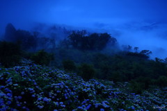 雨紫陽花