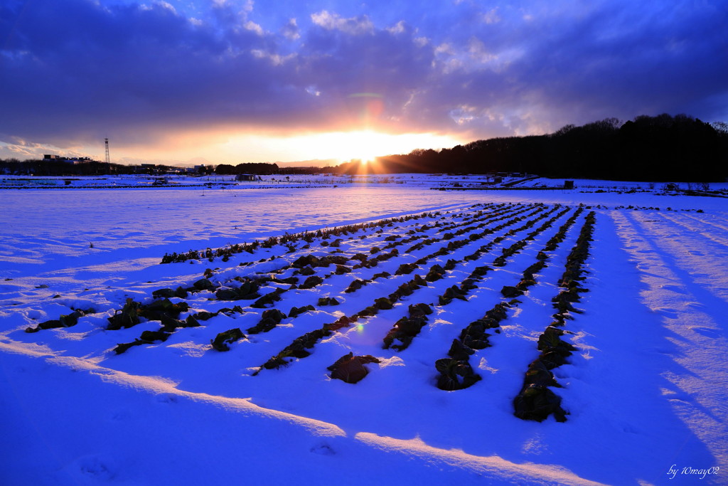 残雪