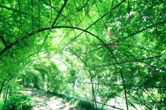 木洩れ陽