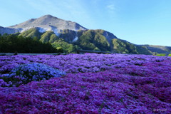 寒芝桜