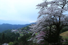 峠の山桜２