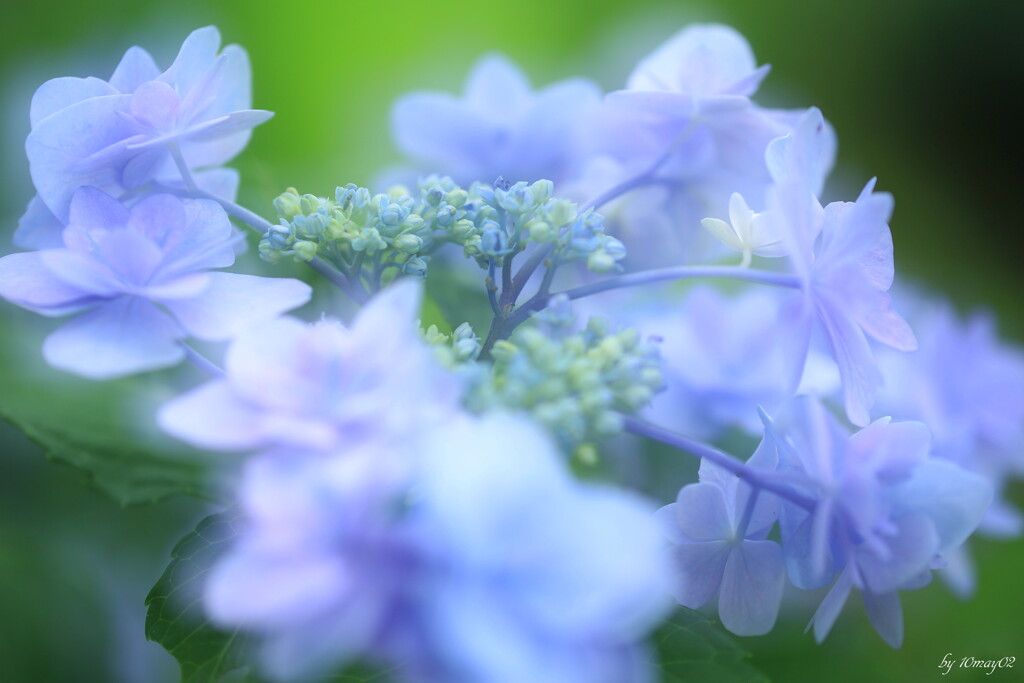 八重紫陽花
