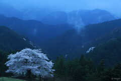 峠の山桜