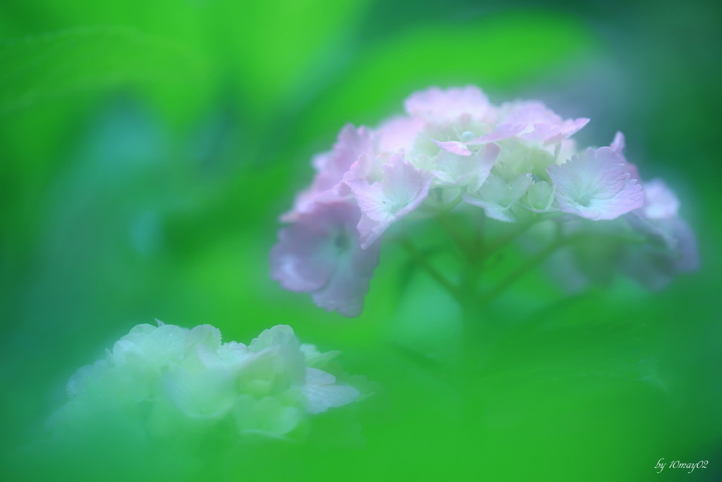 魅