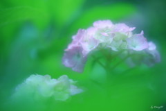 魅