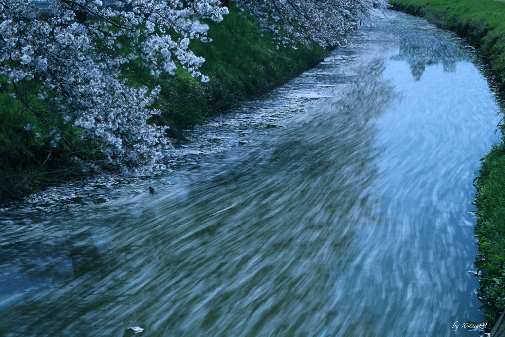 残桜