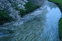 残桜