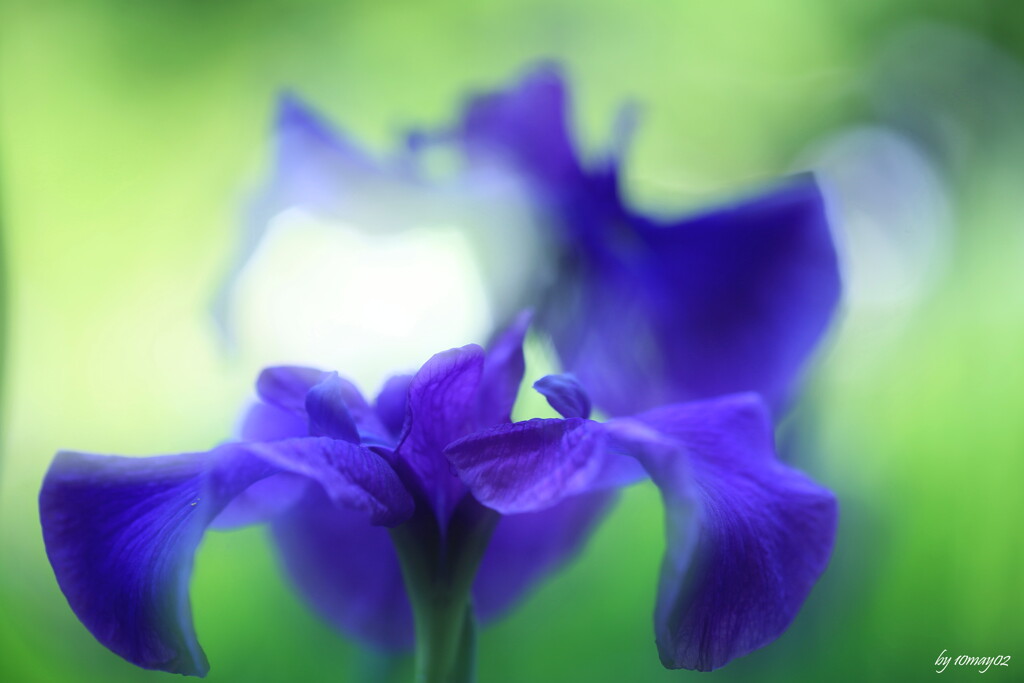 花菖蒲２