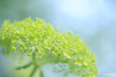 若紫陽花