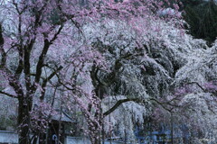 秩父青雲寺３