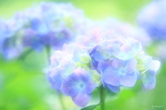 初夏り彩り