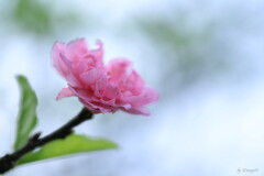迷い咲き・桃