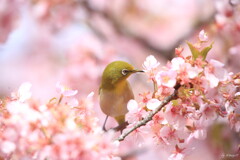 こっちの方が甘いかな？