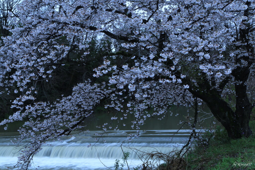 川桜