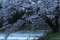 川桜