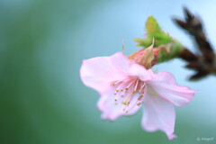 迷い咲き・桜