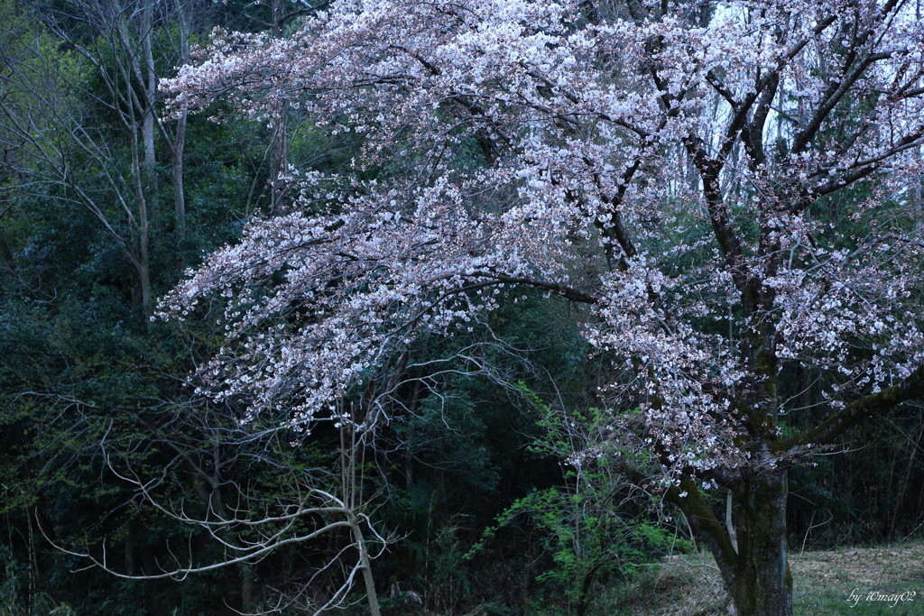 野桜