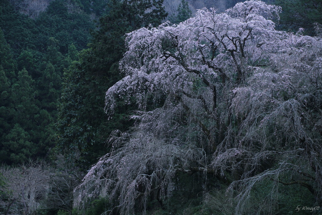 無名の山枝垂れ