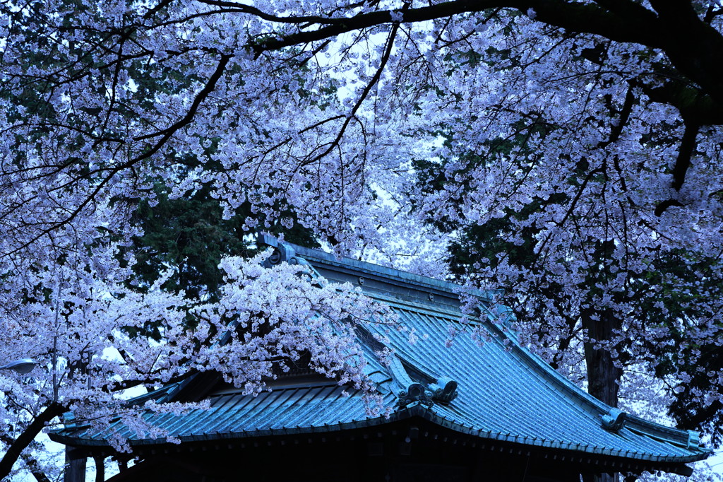 拝桜