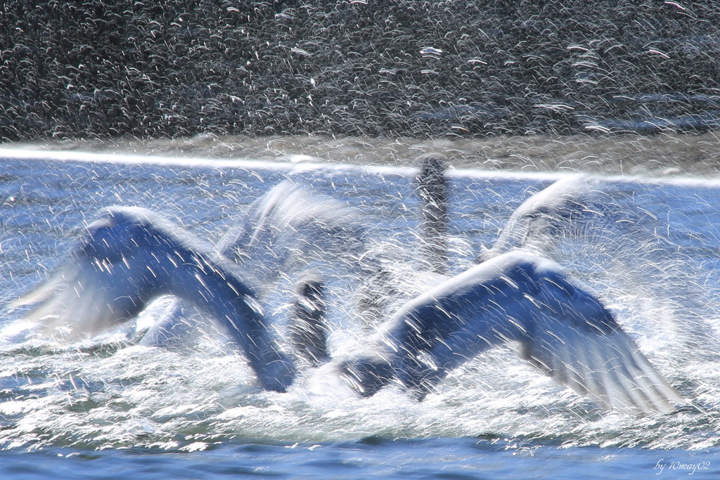 splash