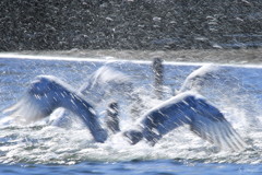 splash
