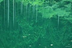 逆さ杉