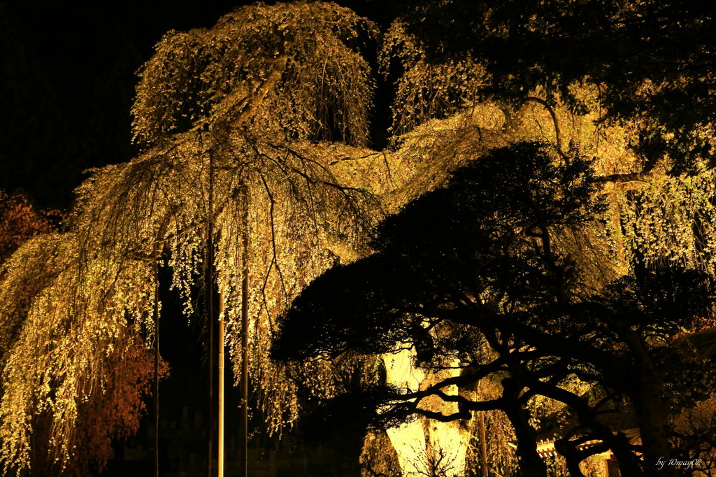 黄金桜