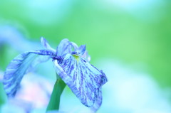 花菖蒲
