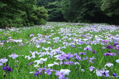菖蒲畑