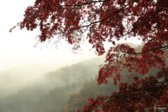 霧雨