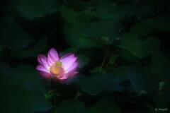 淑やかに