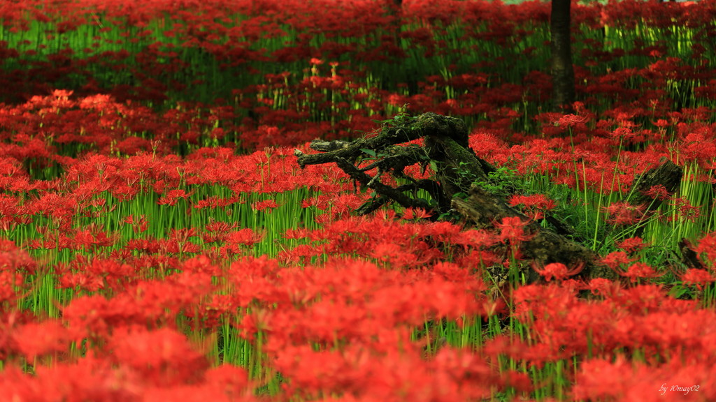 古木