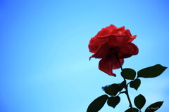 秋薔薇